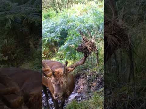 HUGE old Red Stag Prepares for battle #deer #wildlife #ruttingseason #antlers