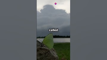 "The Butterfly Effect: How Small Actions Can Change the World 🌍🦋"