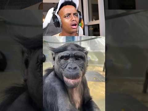 فيديو: ما هو ملف موسيقى القرد؟