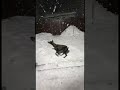 Мой Доберман очень серьезная собака !
