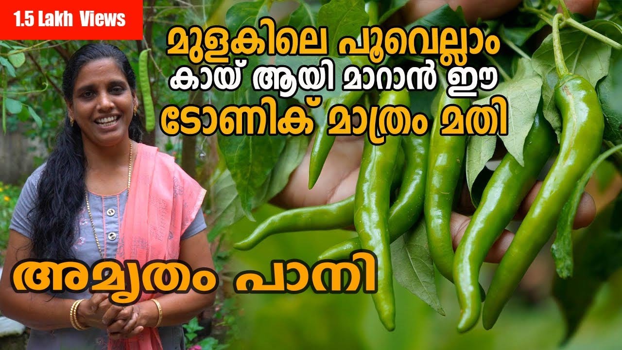 ഒരിക്കൽ ചെയ്താൽ മുളക്  കൃഷി കാട് പോലെ | Mulaku Krishi | Amritham Pani | Pachamulaku Krishi Tips
