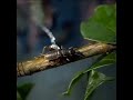 The archerfish toxotes jaculatrix is a unique fish because it mostly feeds on animals from outside