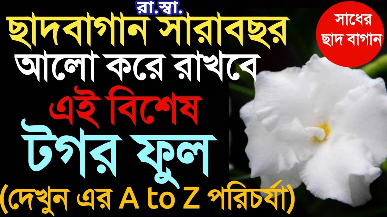 থোকা টগর বা রাণী টগর গাছের A to Z সংক্ষিপ্ত পরিচর্যা। Short cut tips on Care of Chandni flower plant