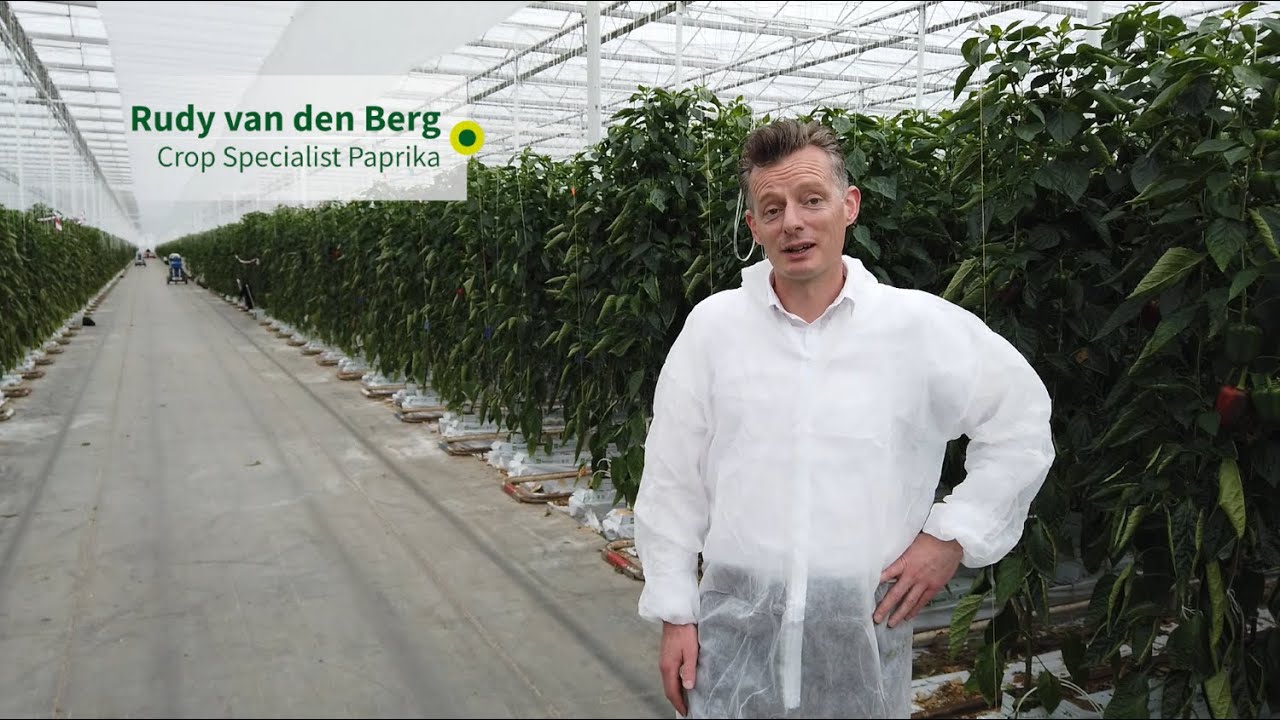 Rijk Zwaan Paprika Hayden RZ