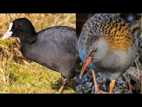 SAKARMEKE VE SU KILAVUZU- COOT AND WATER RAİL