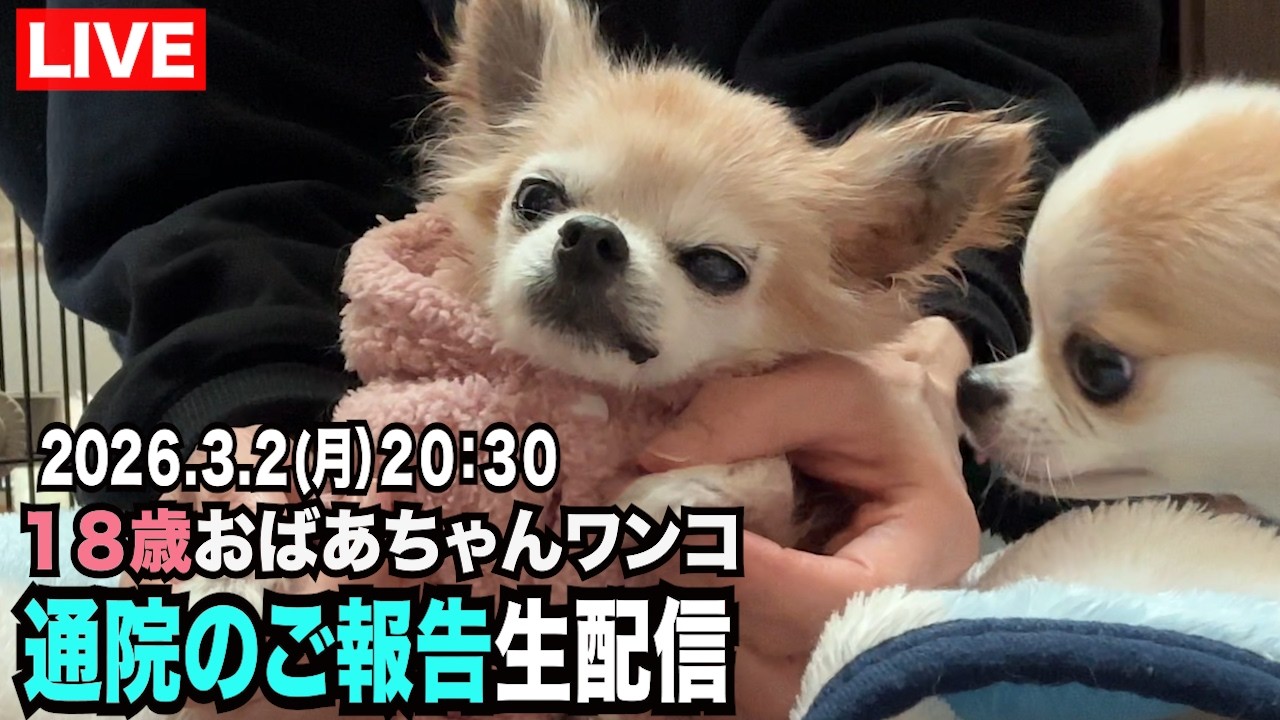 【18歳おばあちゃんワンコ通院のご報告】