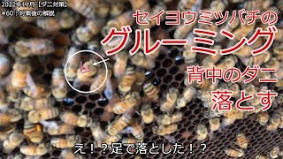 No60【ダニ対策】貴重なグルーミング有り！ダニ対策後の様子と秋の内検のポイント