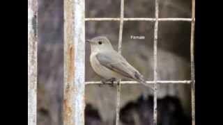 Mobile Ringtone Bird  (Fly catcher [red breasted]_1_ringtone) screenshot 2