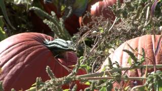 Pumpkins: From the patch to your porch