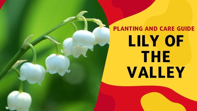 Lily of the Valley Bulbs: Varieties, Care Needs, and Propagation