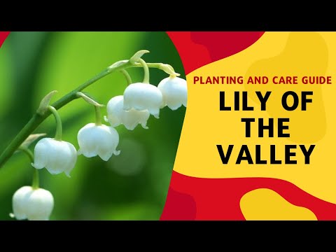 Video: Growing Lily Of The Valley I Pots - Lily Of The Valley Container Care