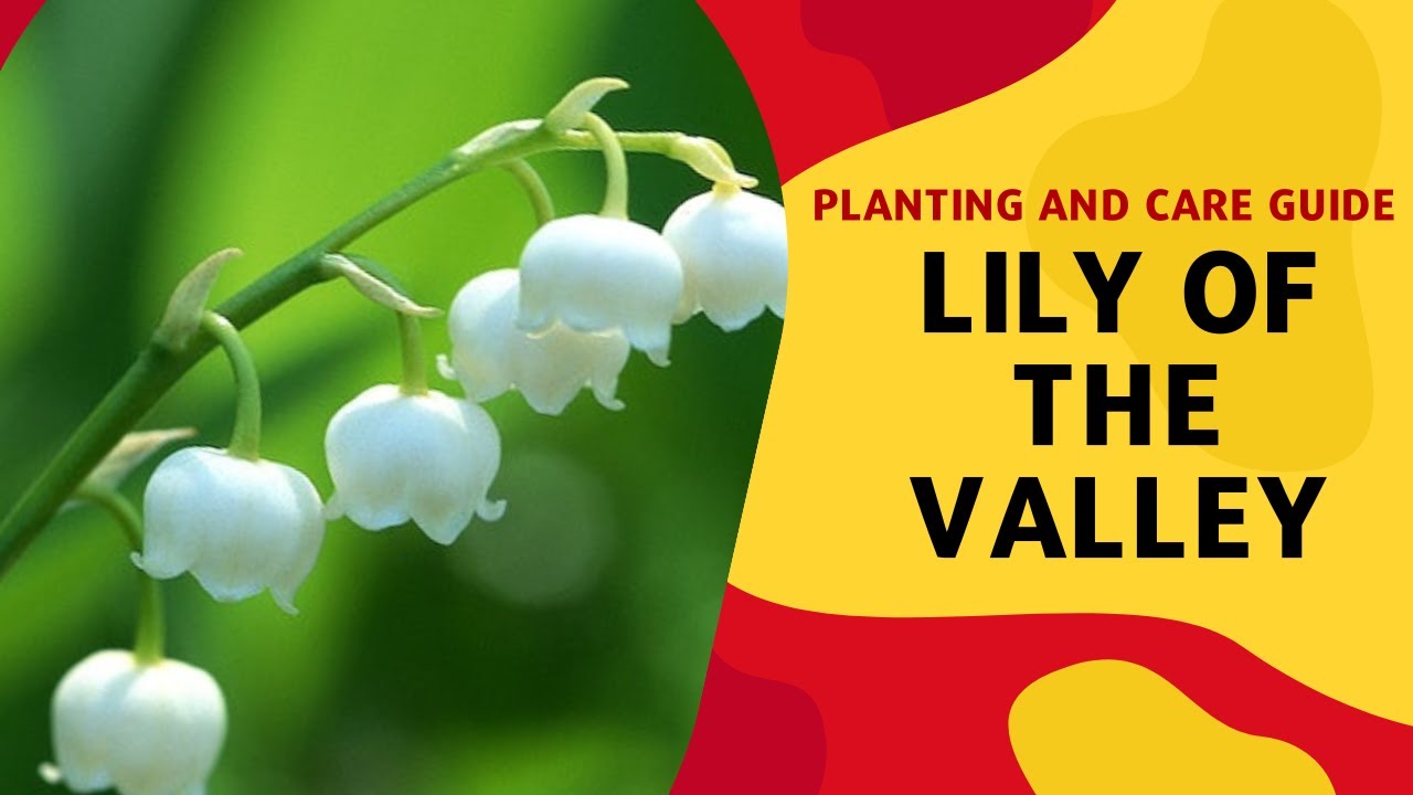 Lily of the Valley Grow and Care Guide - Gardening