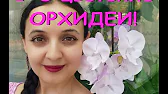 Орхидеи,узамба́рские фиалки,Самара🌺