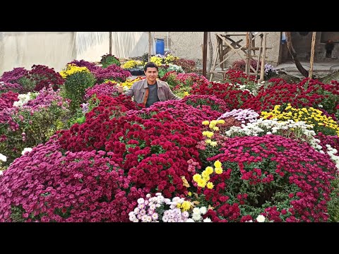 Video: Lavanda gullarini qanday quritish kerak: 11 qadam (rasmlar bilan)