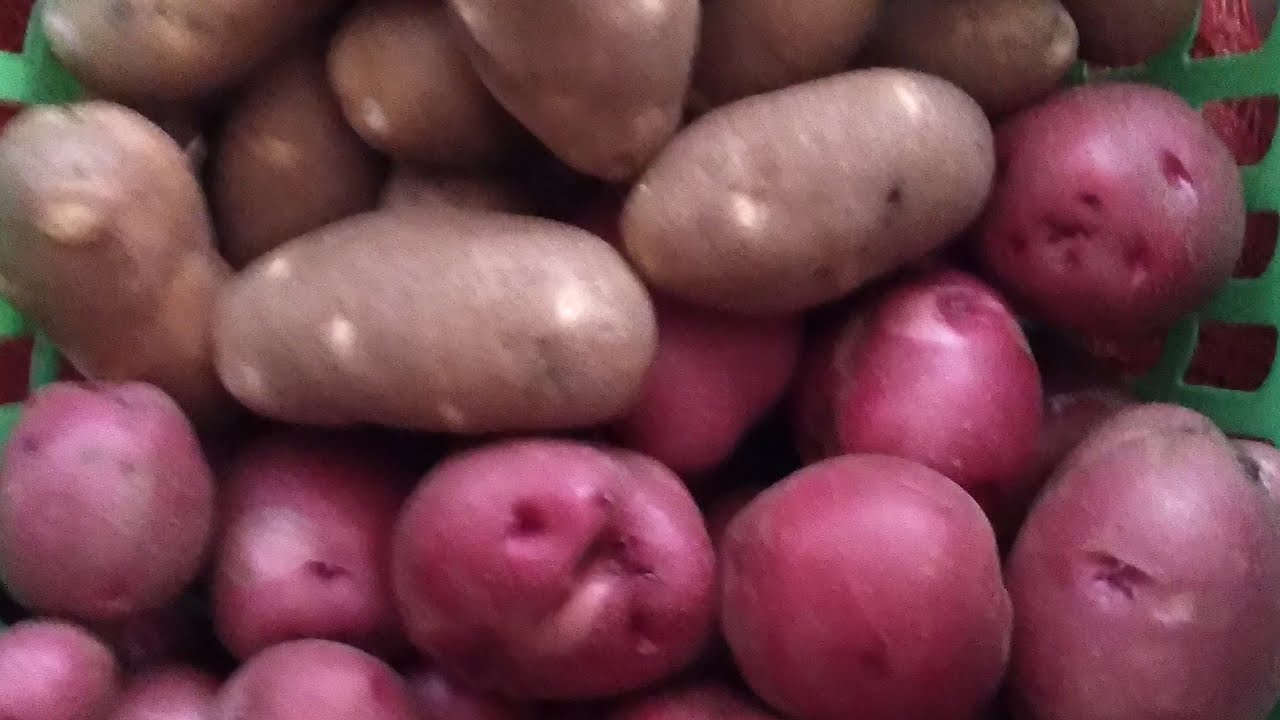 Grow Potatoes! It doesn't have to be fancy just GROW FOOD!