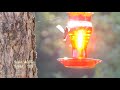 4K Hummingbird Slow Motion 60fps test