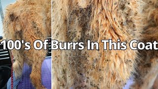 GREAT PYRENEES 100s OF BURRS