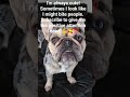 #funny #bulldog @guccithefrenchbulldogMN