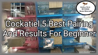 Patchless Cockatiel 5 Best Pairing And Results For Beginner @ShehbazBirds