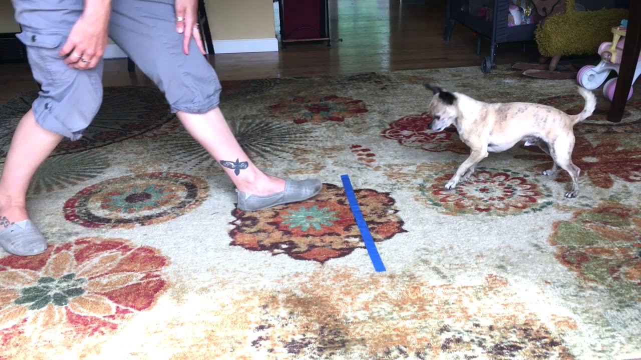 Teach Dog Wait Command Adding distance YouTube