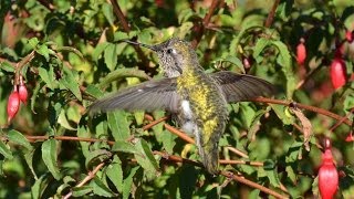 Hummingbird Sings