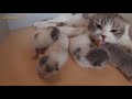 5 adorable kittens have just been born