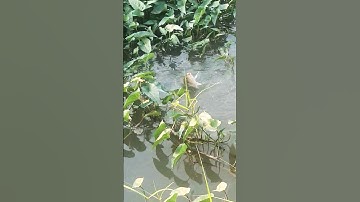 Câu cá rô biết danh rô phi #shorts (video) giải tri