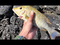 Catch and cook  shore casting in mauritius  ep 3