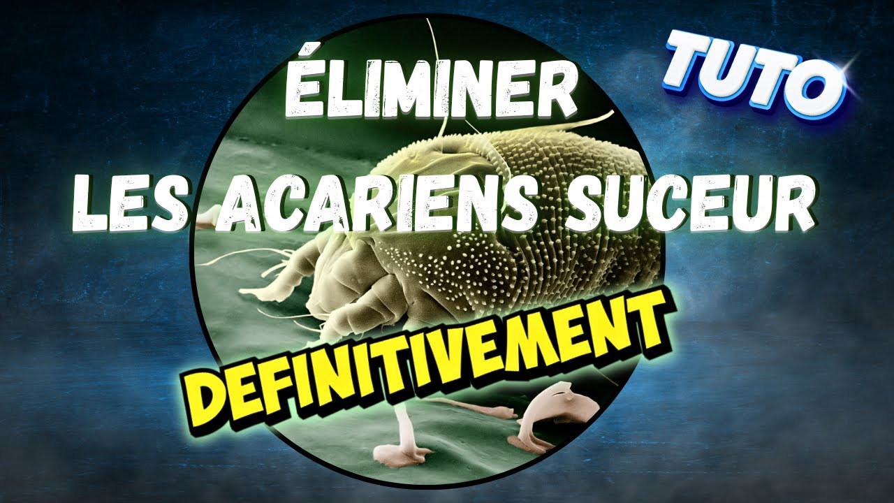LE GUIDE ULTIME POUR ÉLIMINER LES ACARIENS SUCEUR DE VOS COLONIES DE FOURMIS OU AUTRES INSECTES