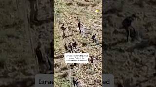 Palestinian Students Attacked by Israeli Tear Gas