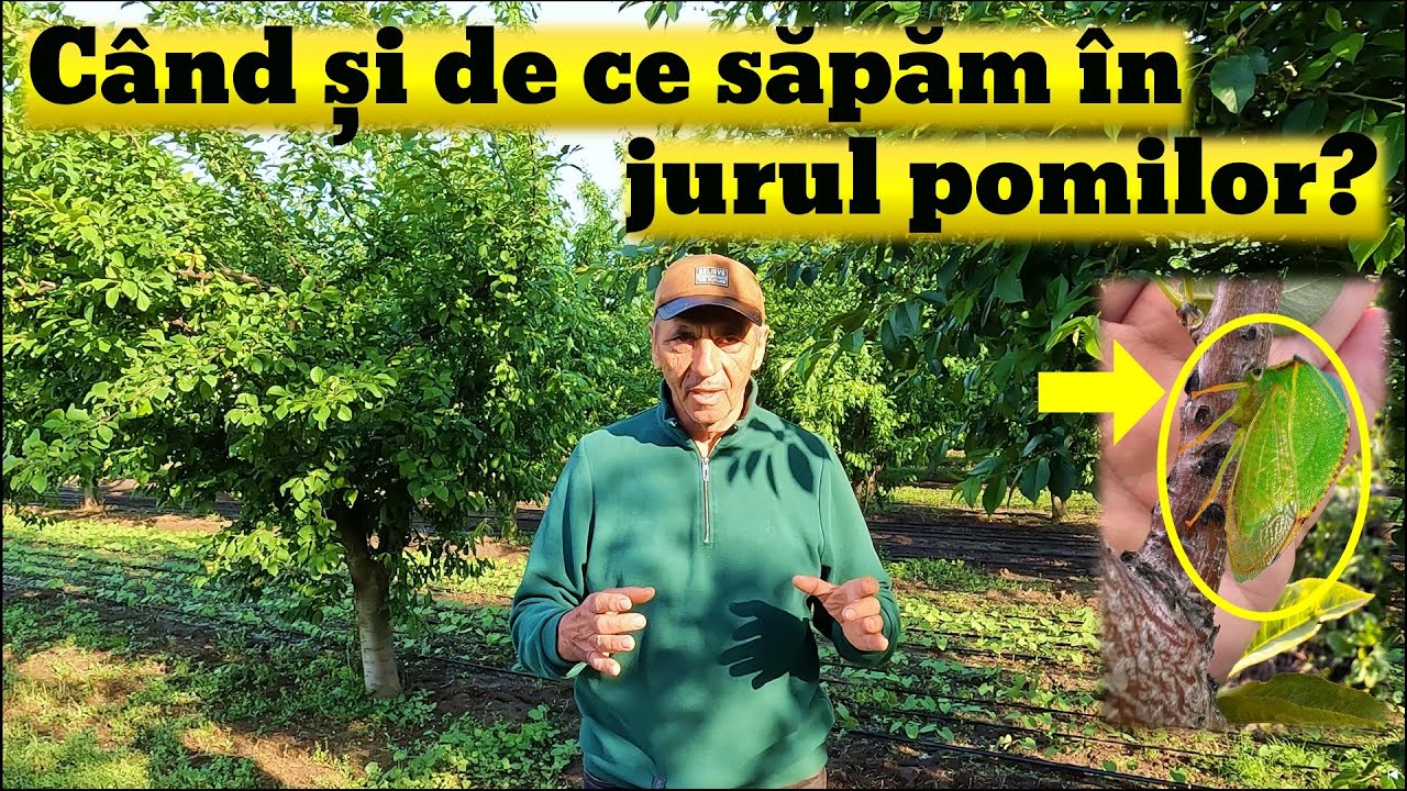 Când și de ce săpăm în jurul copacului ?