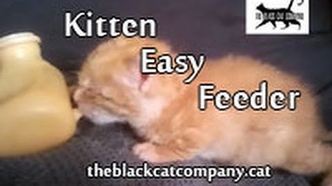 Kitten Easy Feeder. First try.