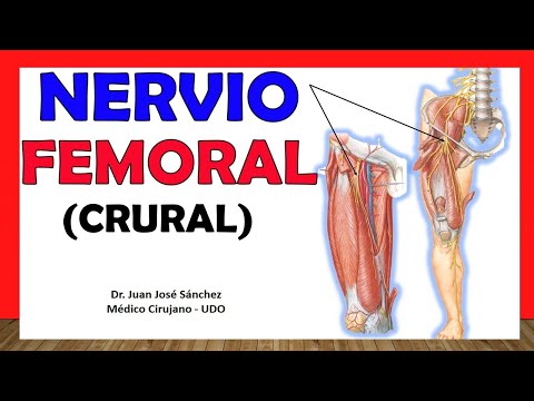 Vídeo: Anatomía, Función Y Diagrama Del Nervio Femoral - Mapas Corporales