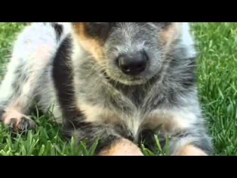 video phone beyonce mp3 60 Seconds Of Cute Australian Cattle Dog Puppies!