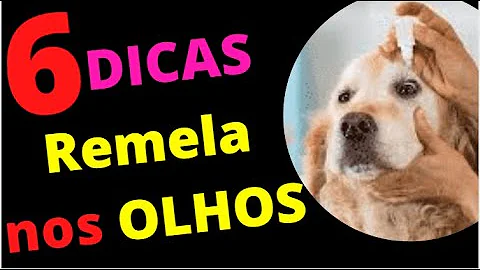 Porque fica saindo lágrima do olho do cachorro?
