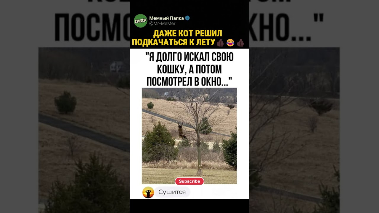 ЕСТЬ СВОЙ КОТОСТРЭСС? 