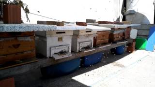 Arı Yavru Uçuruyor Kovan Oğul Ucuruyor Arılar 1.Istanbul.arı.bal.balabanbal.