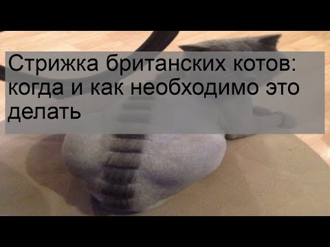 Стрижка британских котов: когда и как необходимо это делать