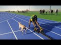 Usain bolt vs fastest dog