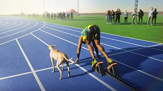 Usain Bolt VS Fastest Dog