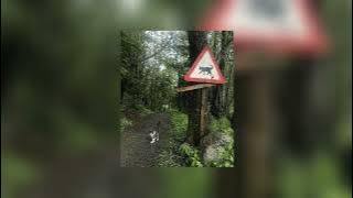 grimes - oblivion | sped up