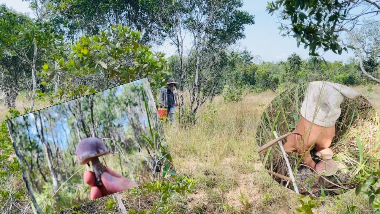 ដើរដកផ្សិតធម្មជាតិក្នុងព្រៃ  Natural mushroom picking in the forest