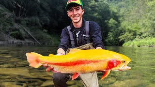 Best LURES and TACTICS to Catch The Biggest Trout  PA Trout Fishing (Secrets Revealed) Big Palomino