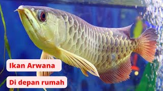 Arowana fish farming in the front yard aquarium