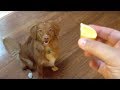 Curious dog is completely blown away by lemon slice