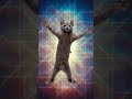 cat dance