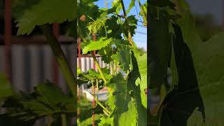 правильное удаление пасынков на винограде #дача #сад #garden #виноградник #пасынкование #grape