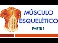 TEJIDO MUSCULAR: Generalidades y Músculo Esquelético