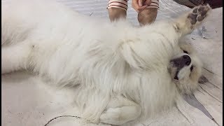 もっと？ハイ！すっかり甘え癖がついたアランです　Great Pyrenees　グレートピレニーズ