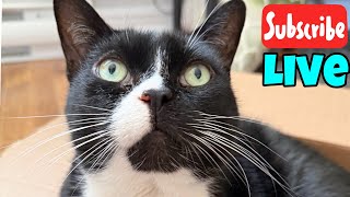 Monday Meowtivation - Live Stream